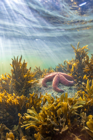 Starfish and sun rays (vertical)