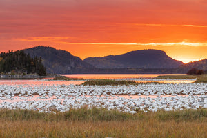 Snow geese and fire sky