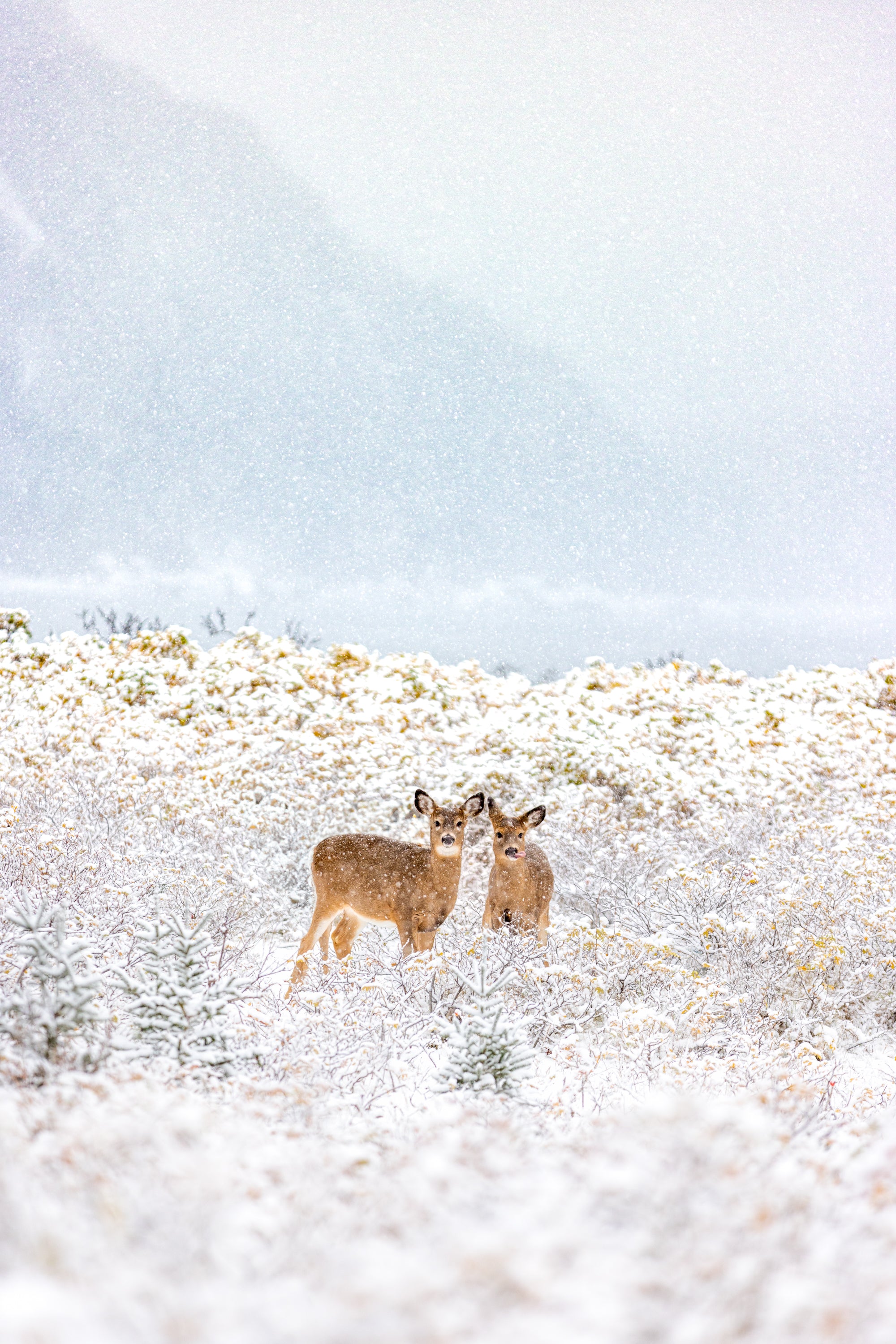 Frangins sous la neige