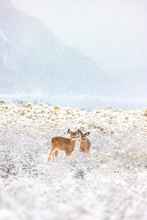 Frangins sous la neige