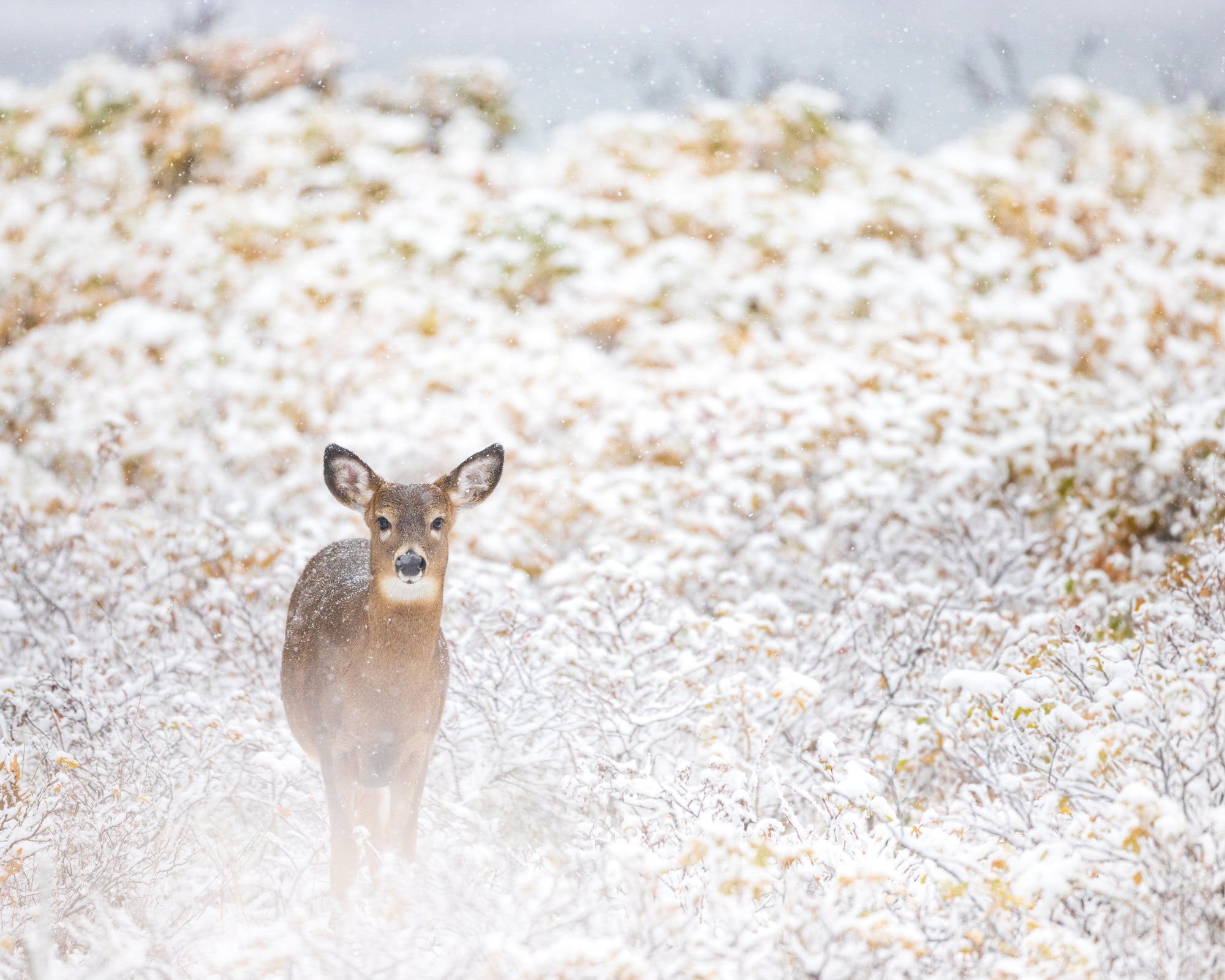 Curieux sous la neige