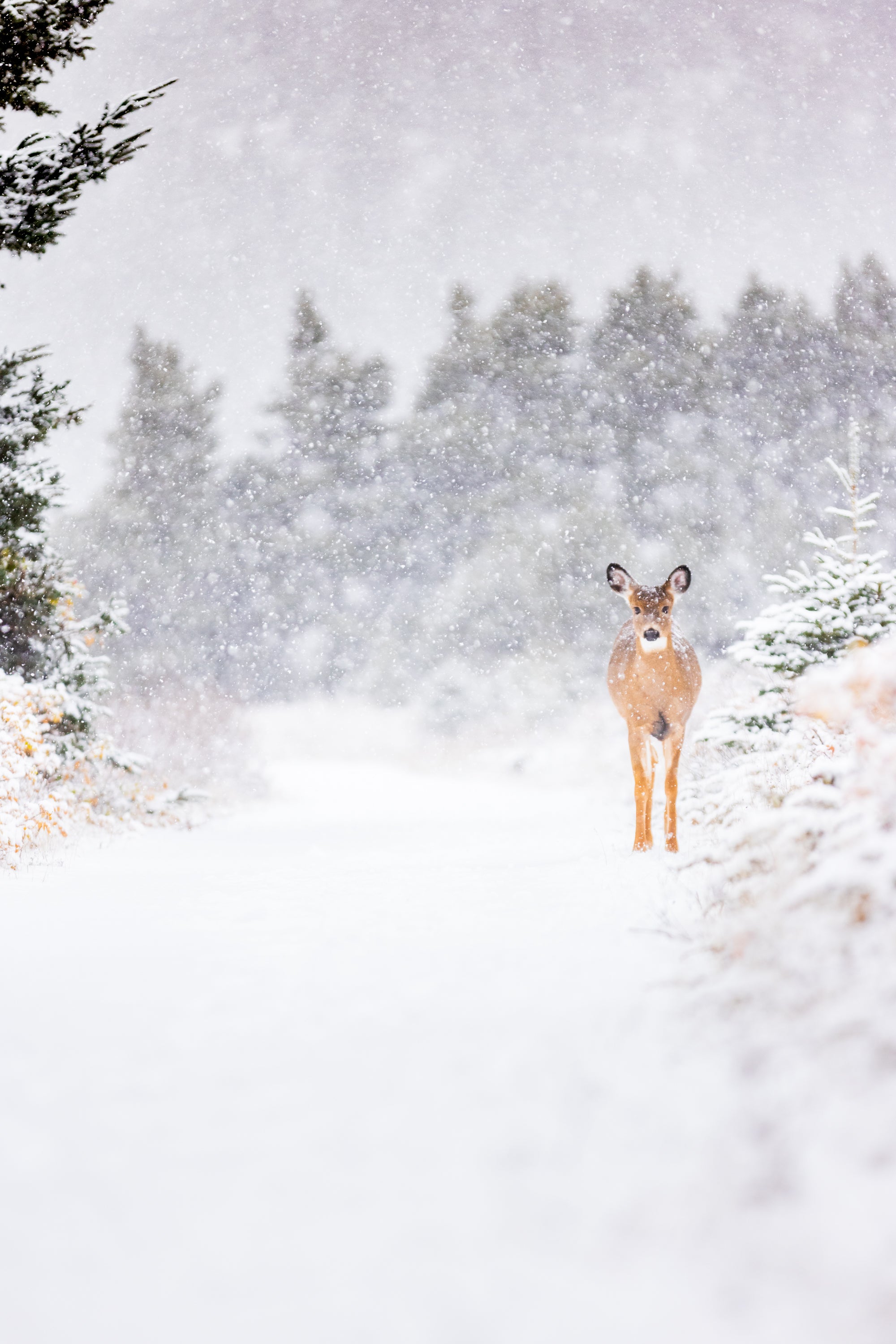 Dans le sentier, sous la neige