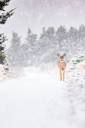 In the trail, under the snow