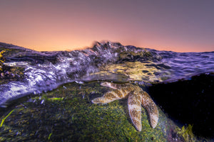 Starfish and water movement