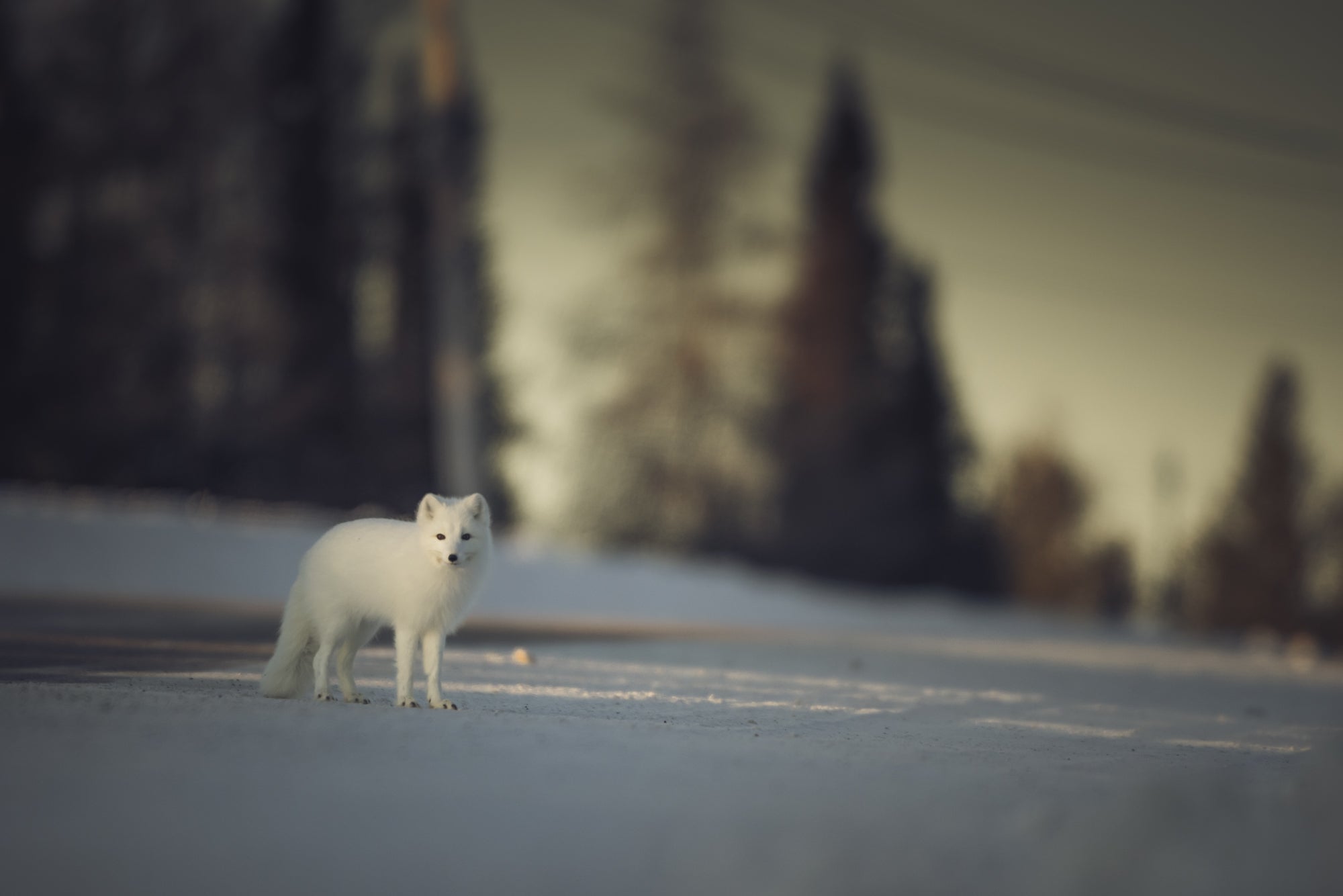 Renard arctique à l'aube