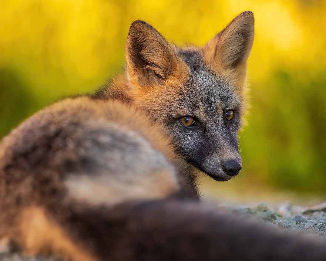 Beautiful eyes