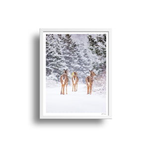 Trio de cerfs sous la neige