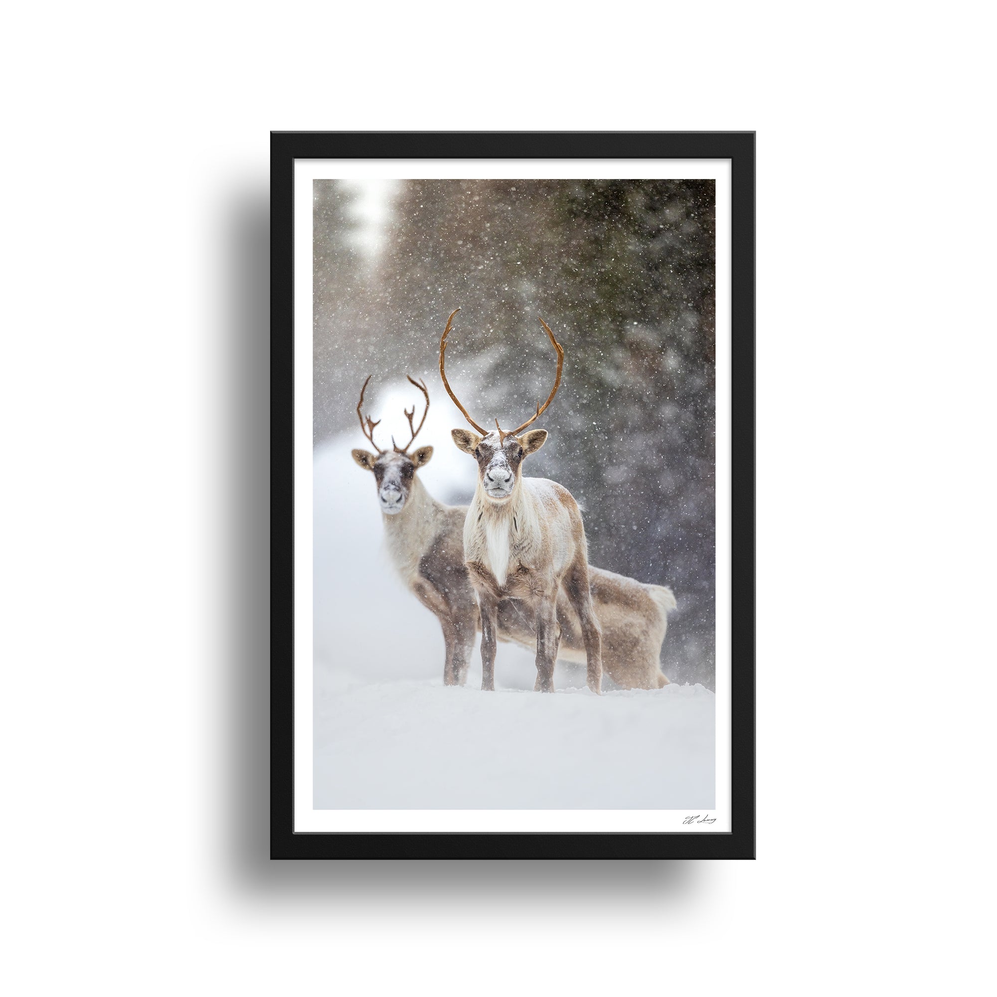 Duo de caribous sous la neige
