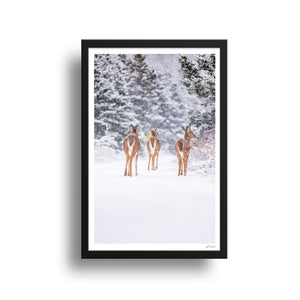 Deer trio under the snow