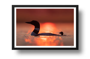 Sunset loons