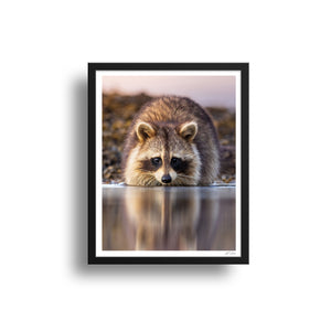 Raccoon reflection