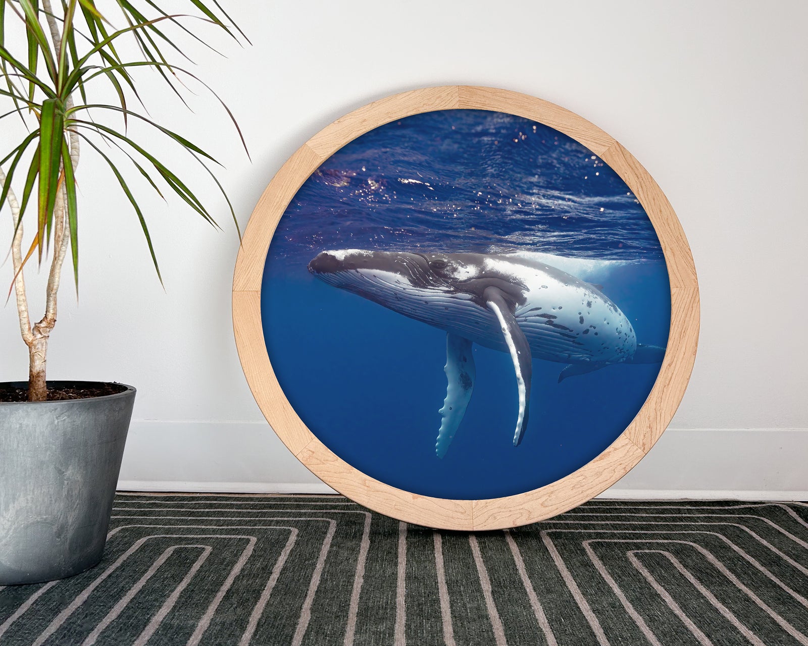 Rorqual à bosse - cadre rond en bois massif (24 pouces)