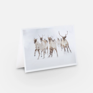 Set of greeting cards (5) - Winter