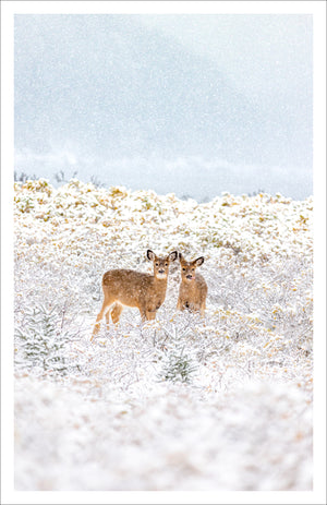 Young deer duo - Greeting card