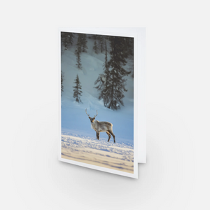 Set of greeting cards (15) - Mixed