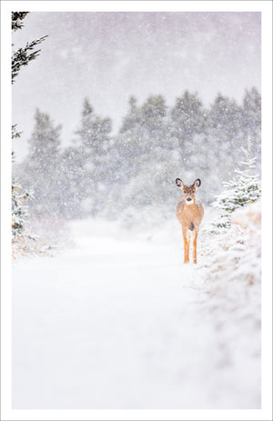 Dans le sentier - Carte de souhaits