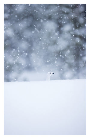 Willow Ptarmigan - Greeting card