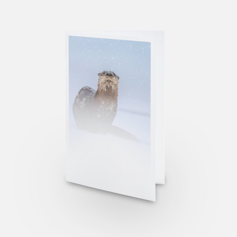 Otter under the snow - Greeting Card