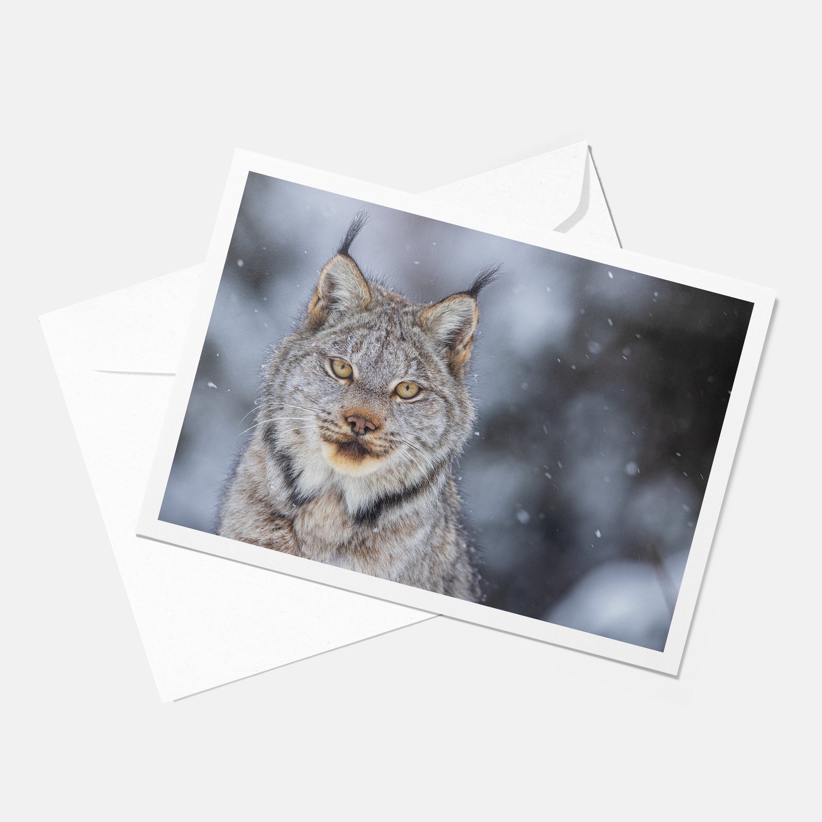 Regard du lynx - Carte de souhaits