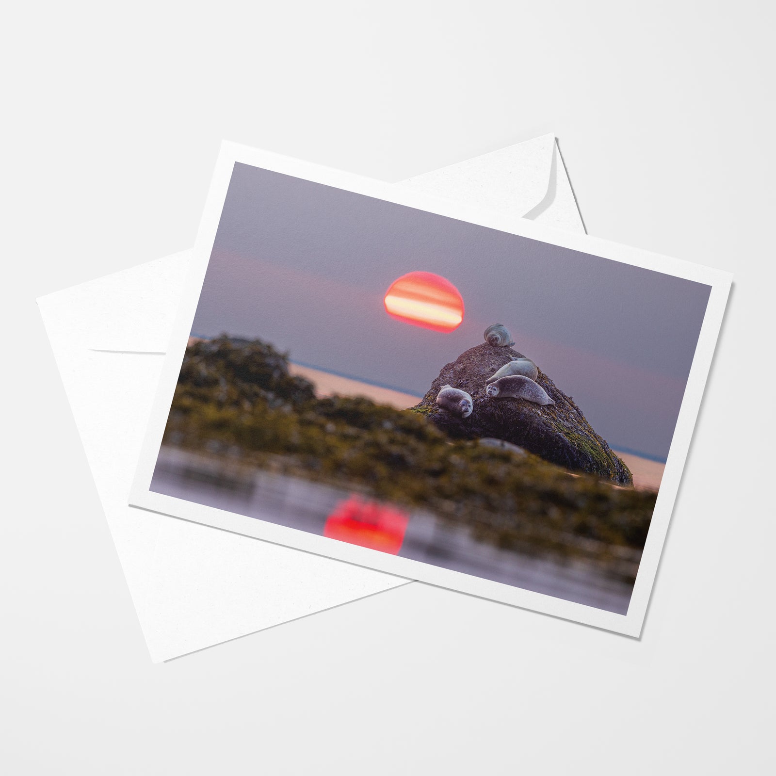 Phoques et boule de feu - Carte de souhaits