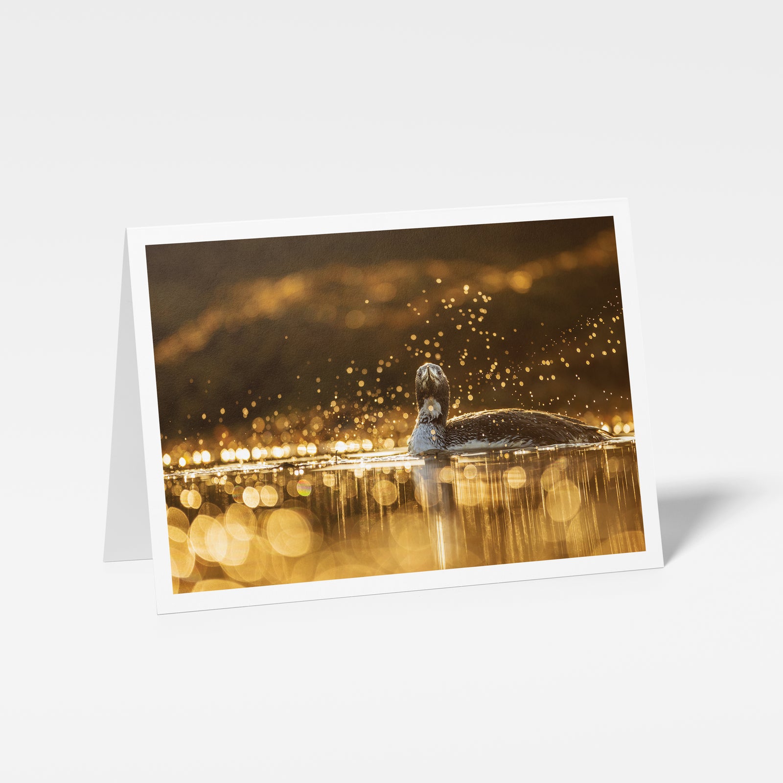 Plongeon catmarin - Carte de souhaits