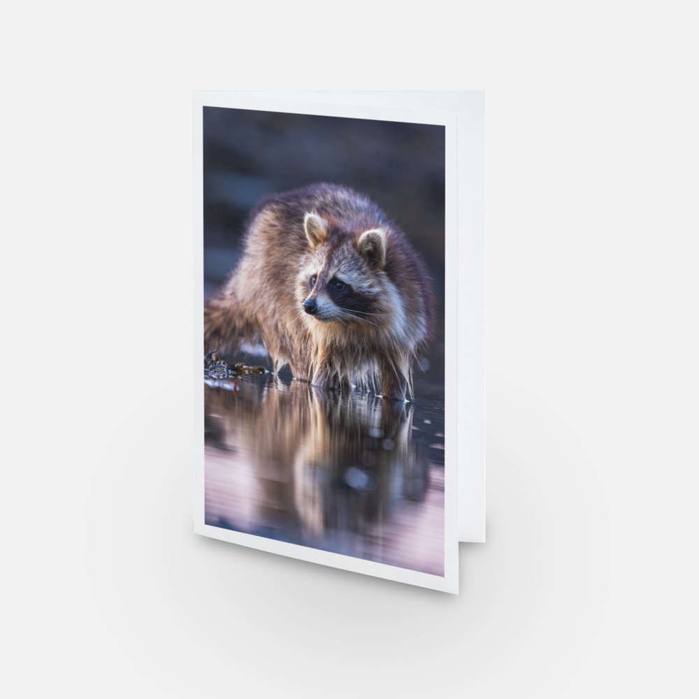 Raccoon - Greeting Card