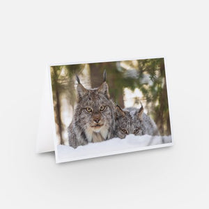 Set of greeting cards (5) - Wildlife