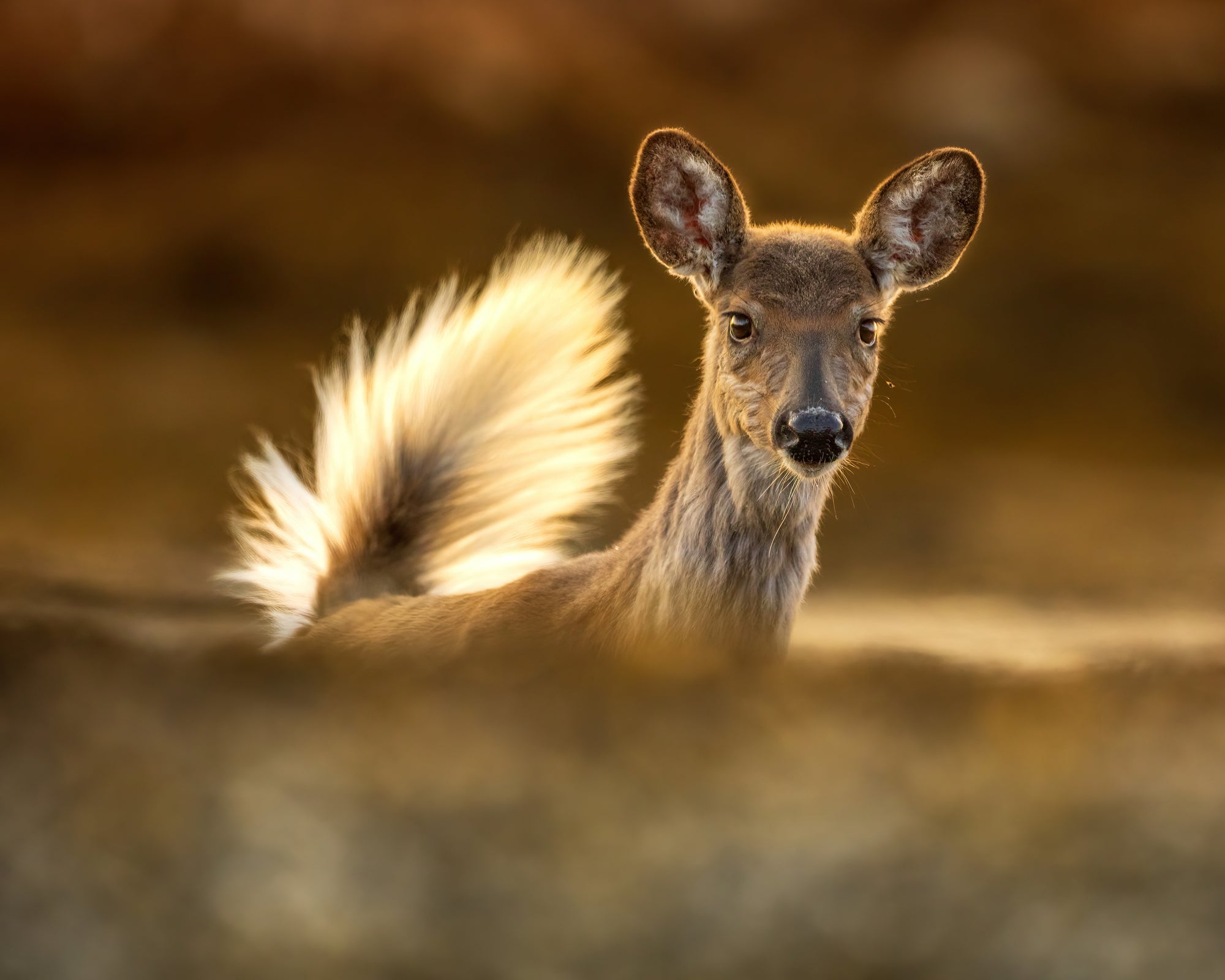 Cerf attentif