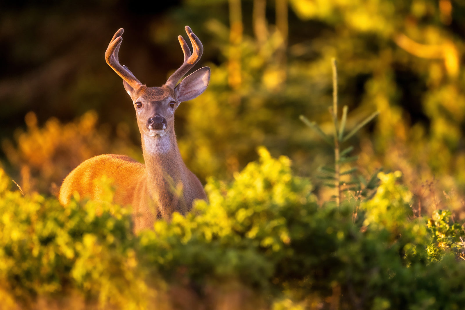 Cerf dans la lumière