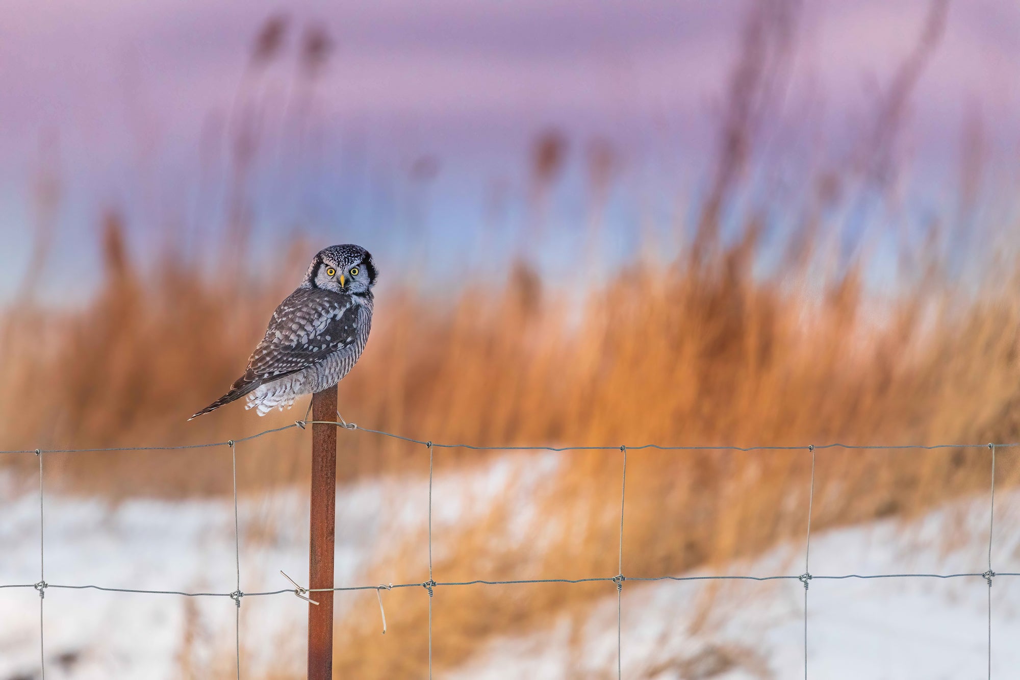 Hawk Owl
