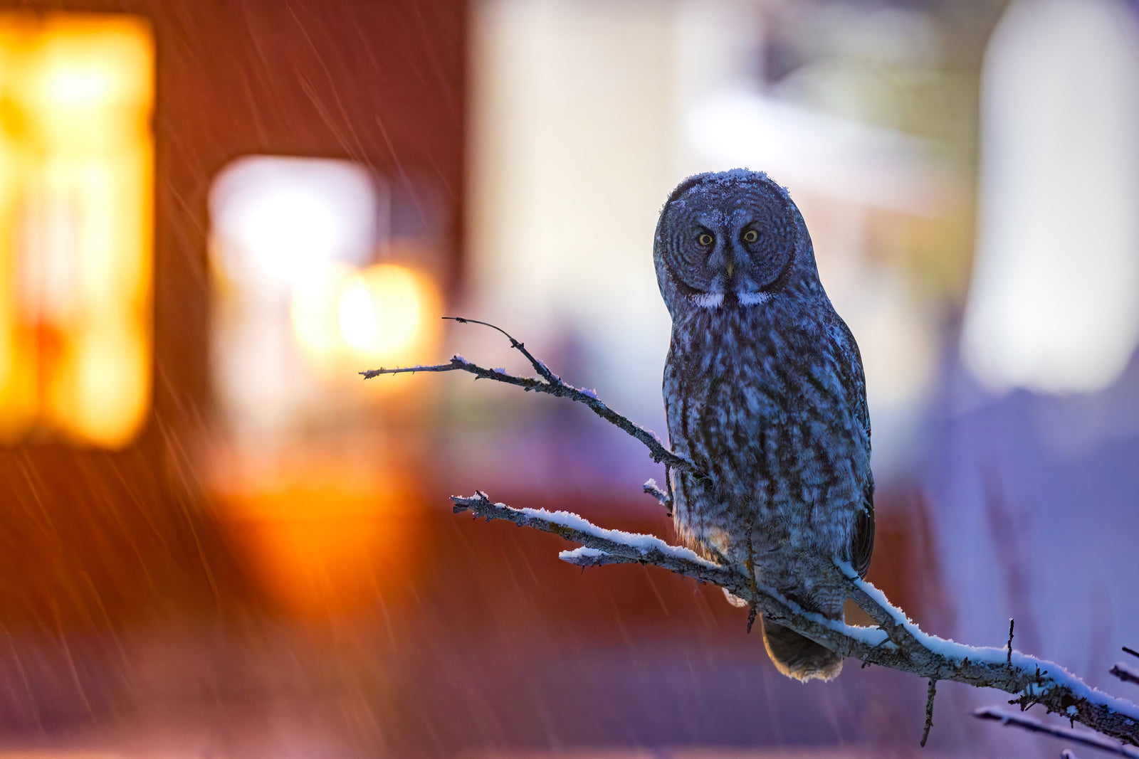 Chouette lapone urbaine