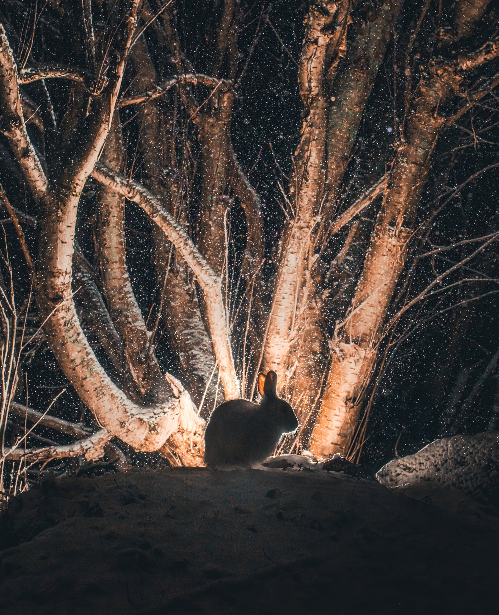 Backlight of the hare