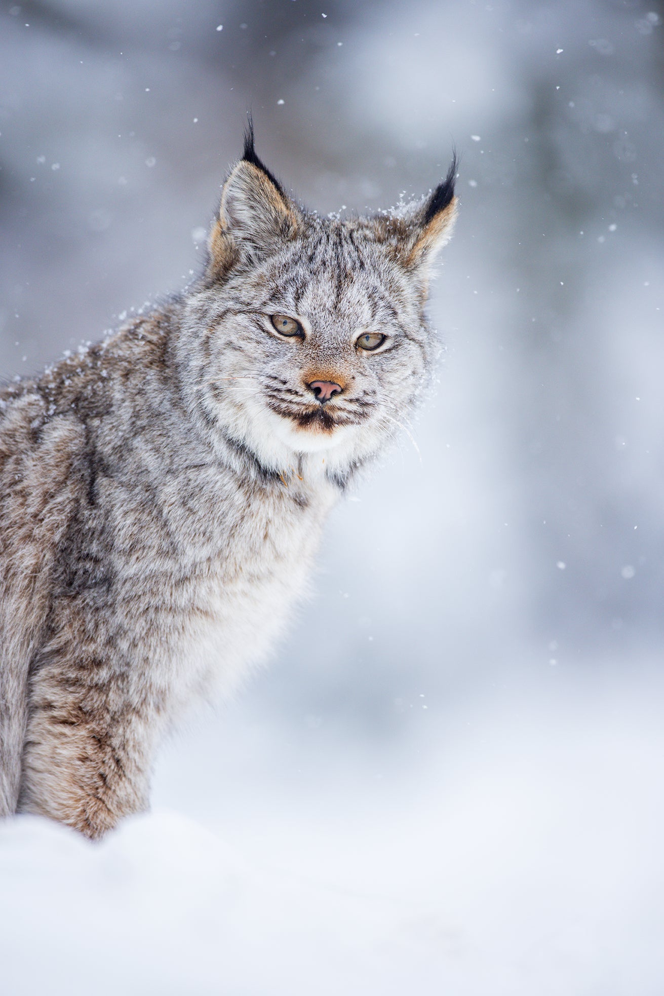 Coquin sous la neige