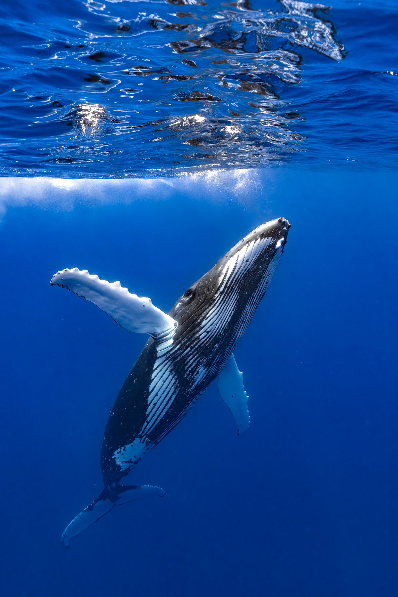 Megaptera - Limited edition