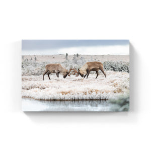 Altercation - Canvas