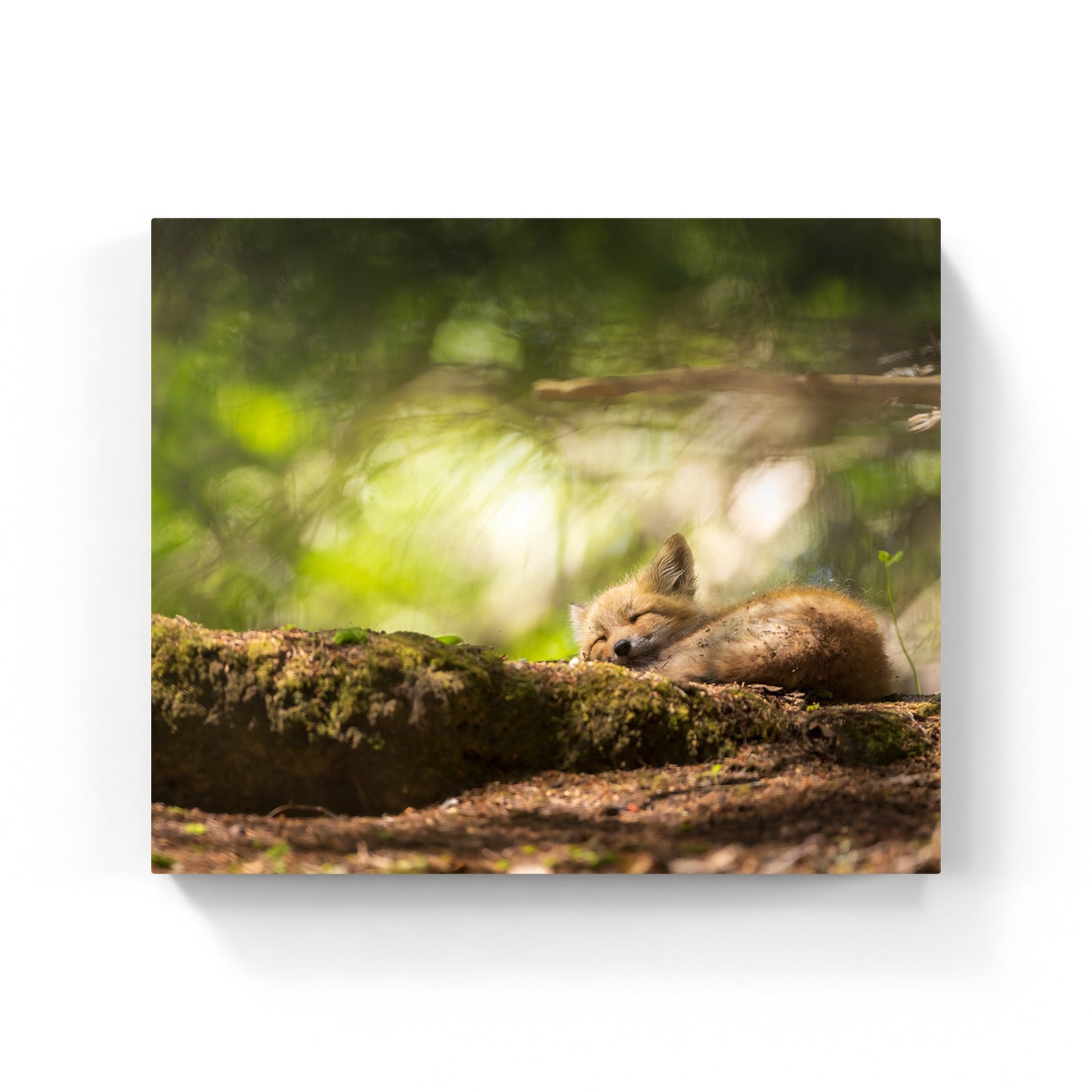 Forêt magique - Canvas