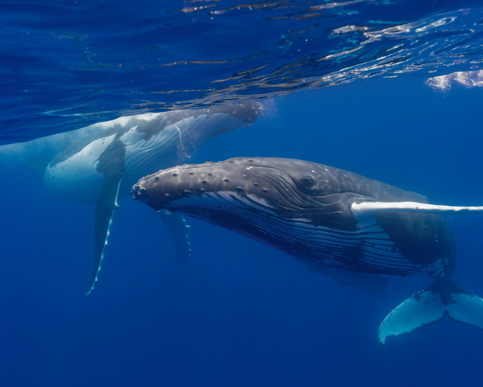 Curious duo of humpback whales