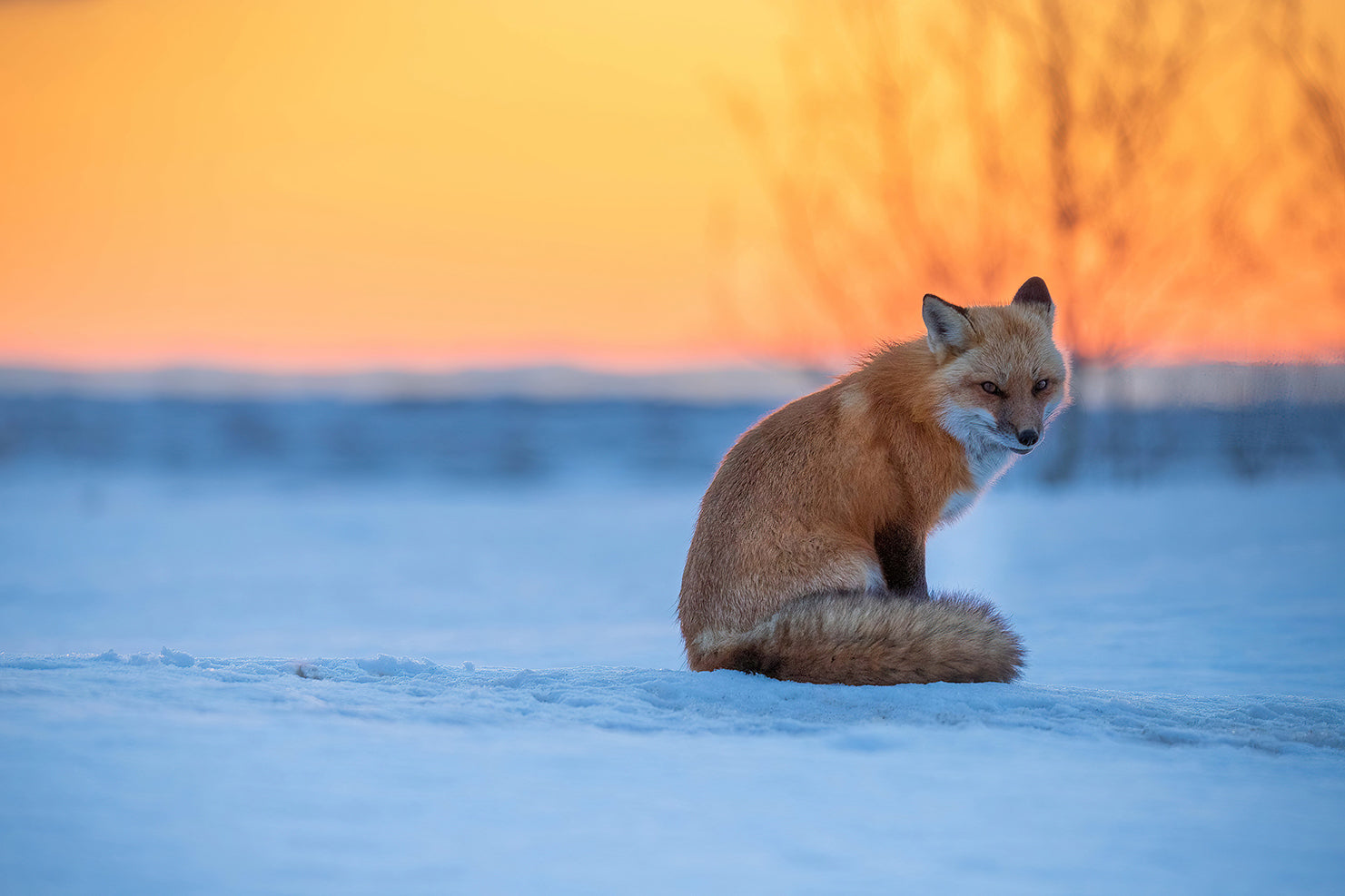 In the cold