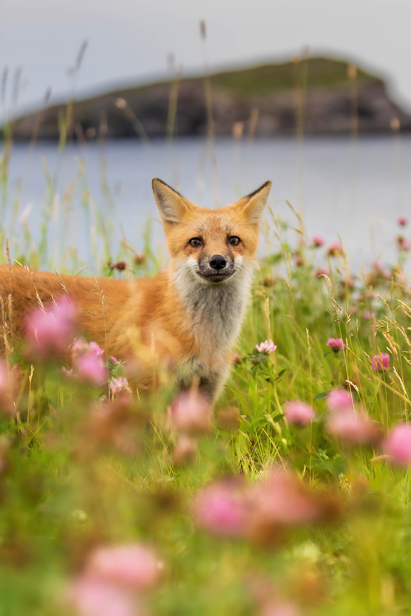 In the flowers