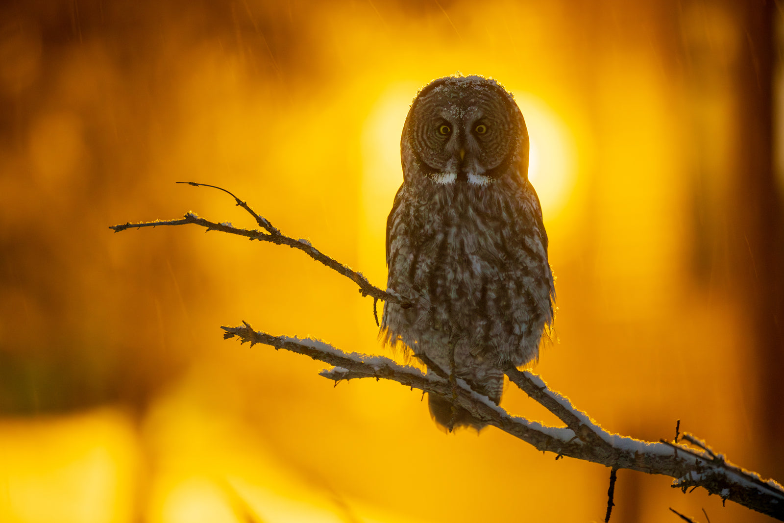 Devant les projecteurs