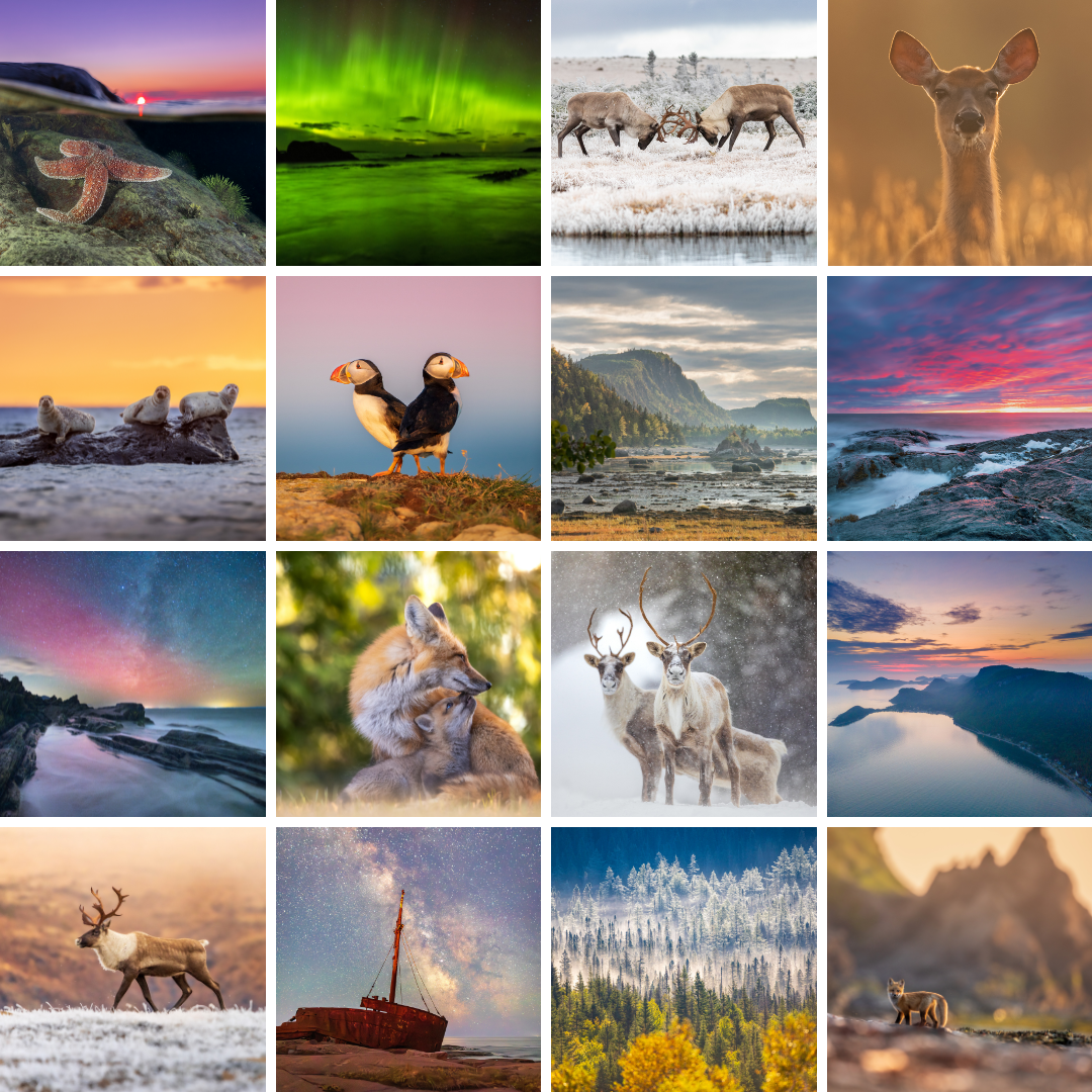 Ensemble de cartes postales mixte (20)