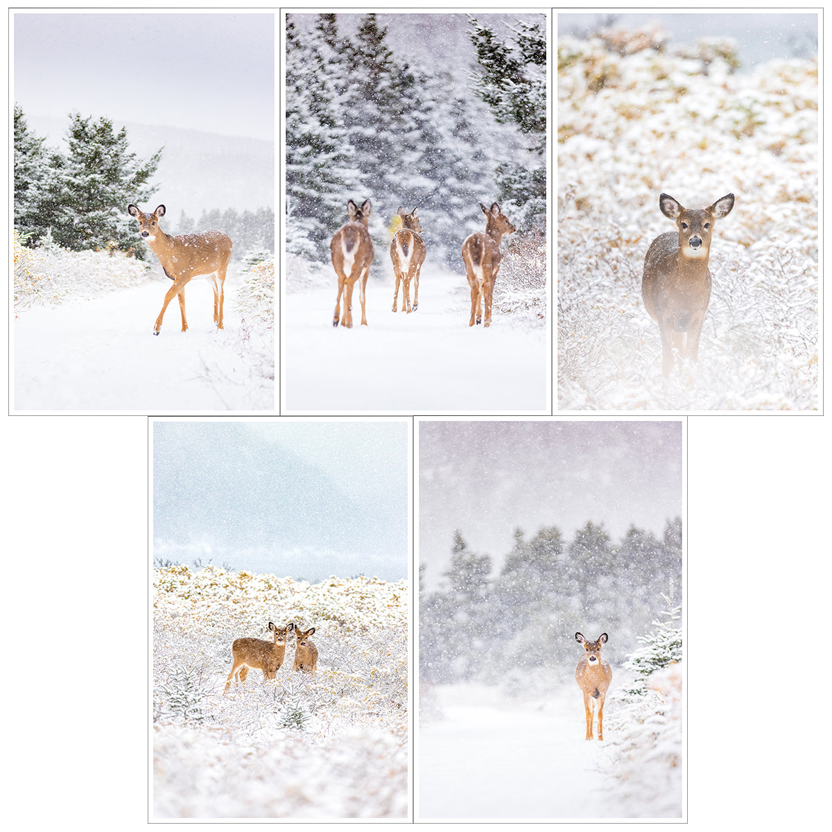 Set of greeting cards (5) - Deers under the snow
