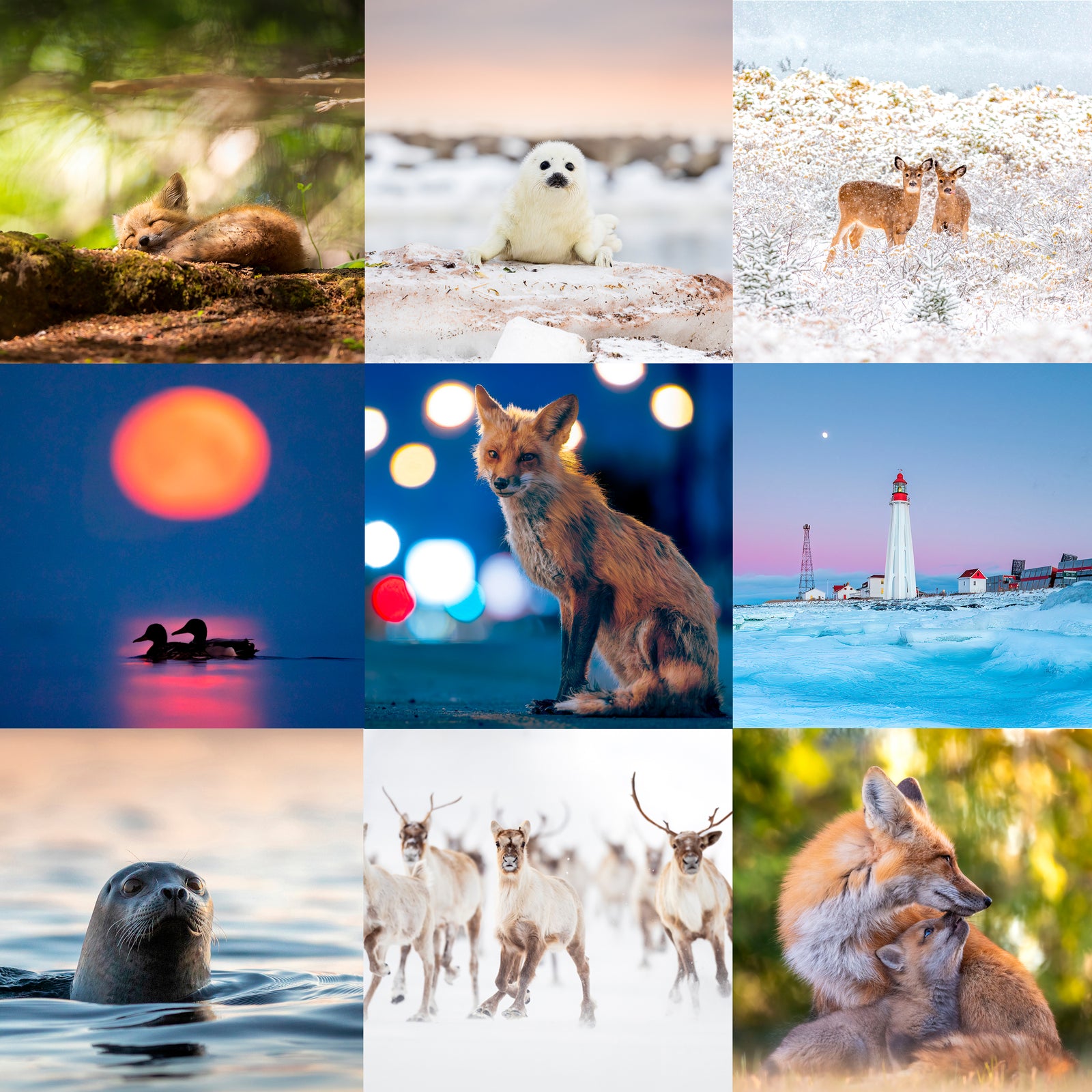 Ensemble de cartes de souhaits (15) - Mixte