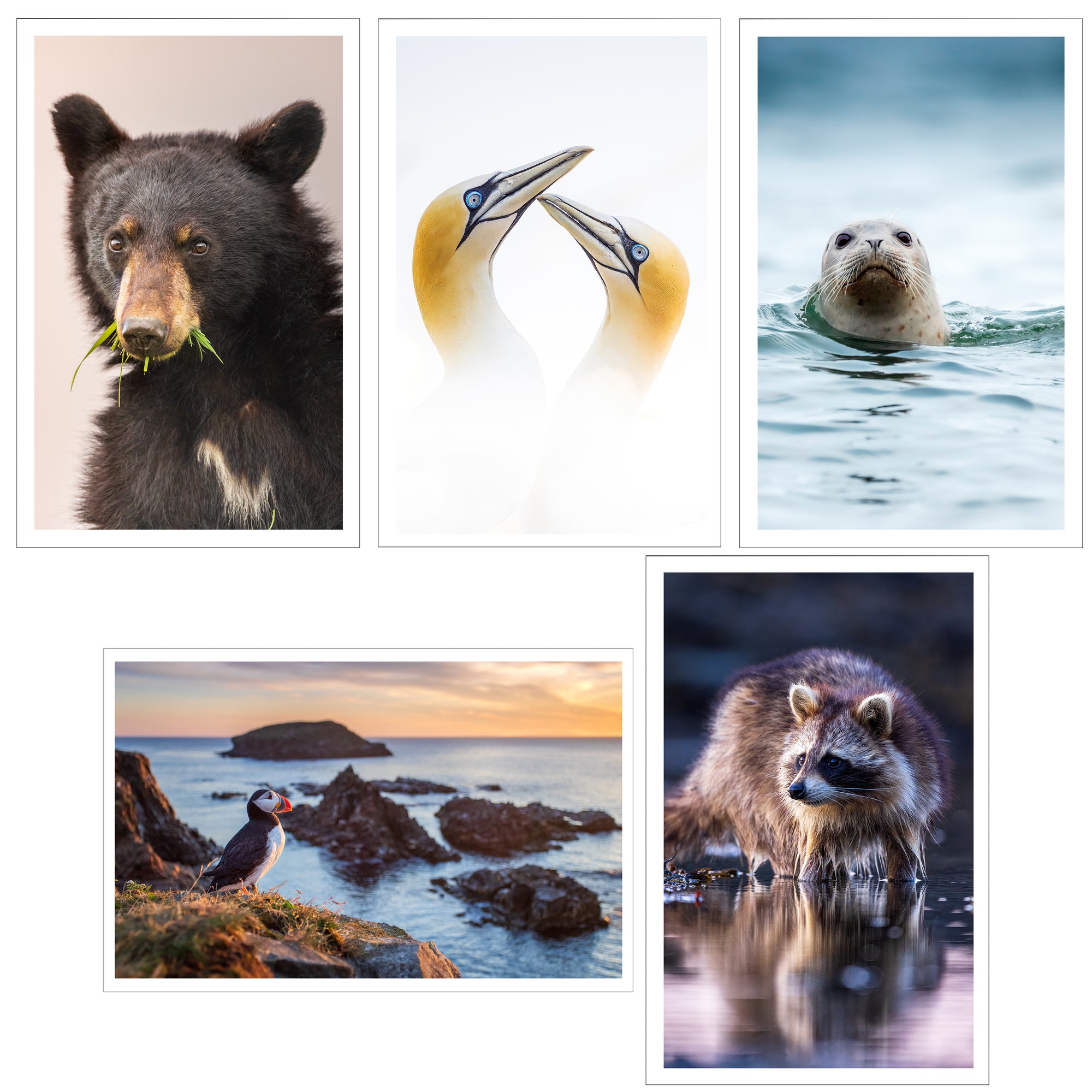 Set of greeting cards (5) - Wildlife