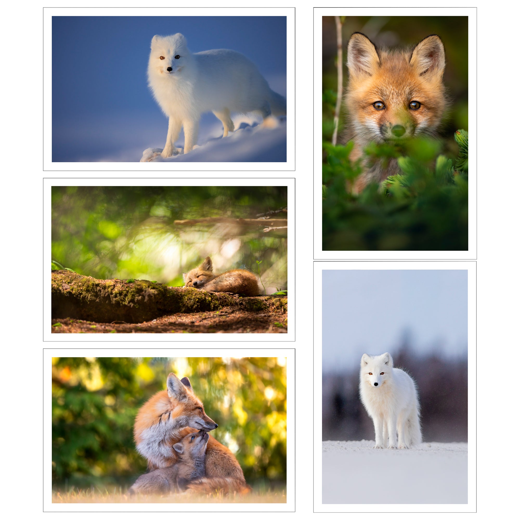 Set of greeting cards (5) - Foxes
