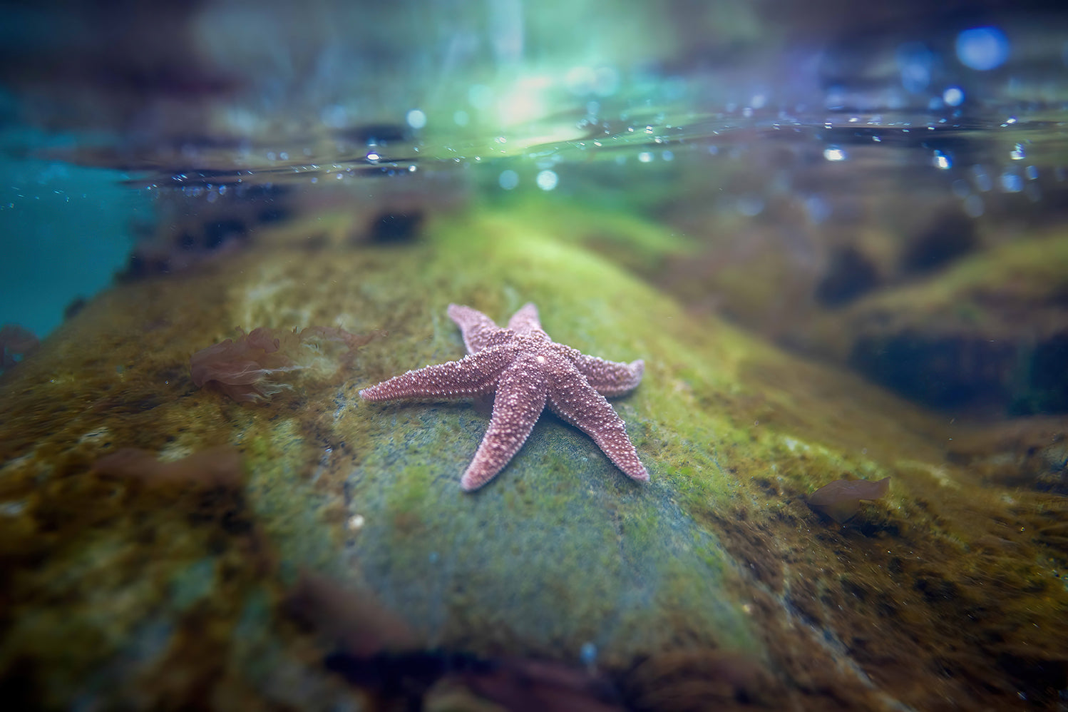 Starfish on the rock