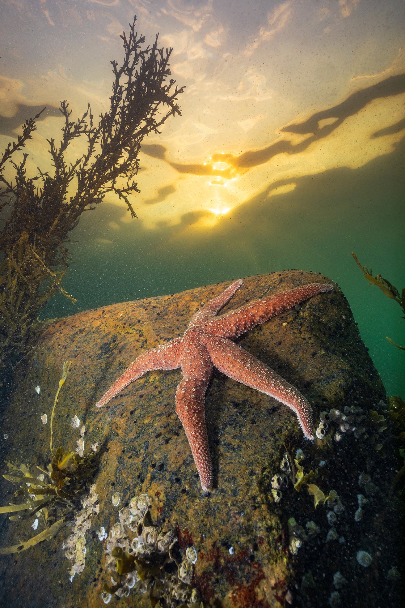 Sea star under the sun 