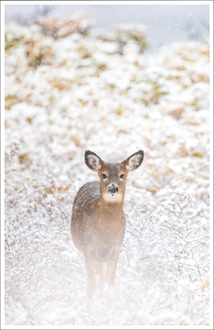 Set of greeting cards (5) - Deers under the snow