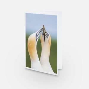 Northern Gannets - Greeting card