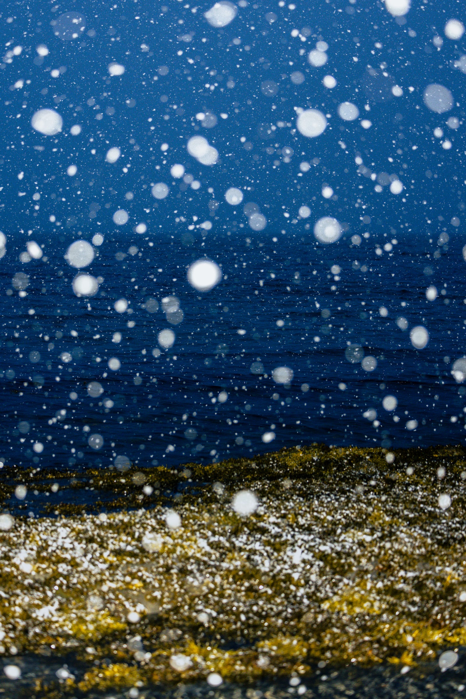 Fucus, snow, flash